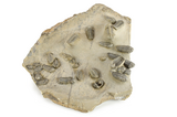 Cluster Of + Struveaspis & Austerops Trilobites - Jorf, Morocco #244128-1